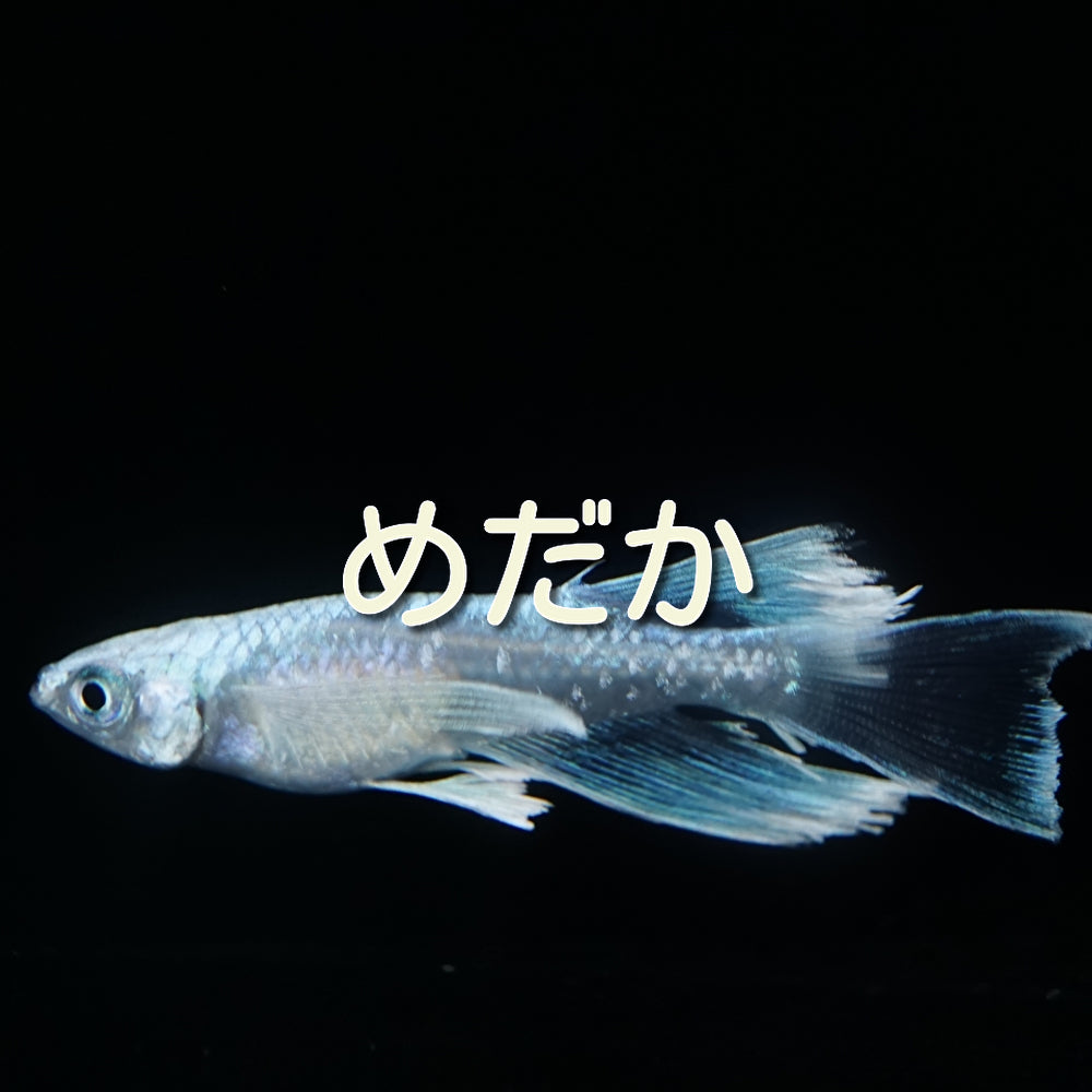 めだか – タグ 
