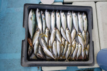画像をギャラリービューアに読み込む, 釣果 釣りアジ 大漁