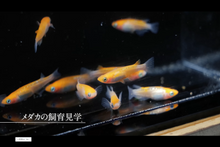 画像をギャラリービューアに読み込む, メダカ飼育体験(お話付き、所要時間60分)