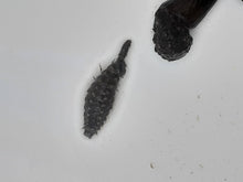 画像をギャラリービューアに読み込む, ホタルの幼虫