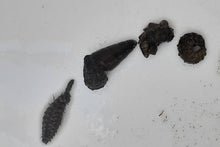 画像をギャラリービューアに読み込む, ホタルの幼虫