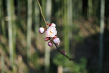 画像をギャラリービューアに読み込む, 農家宿 八 裏山 梅の花