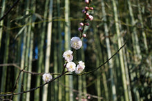 画像をギャラリービューアに読み込む, 農家宿 八 裏山 梅の花