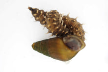 画像をギャラリービューアに読み込む, ホタルの飼育、餌(カワニナ)とり体験(所要時間60分)